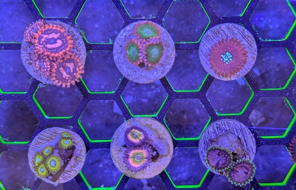 Colorful 6-Pack representative frag photo