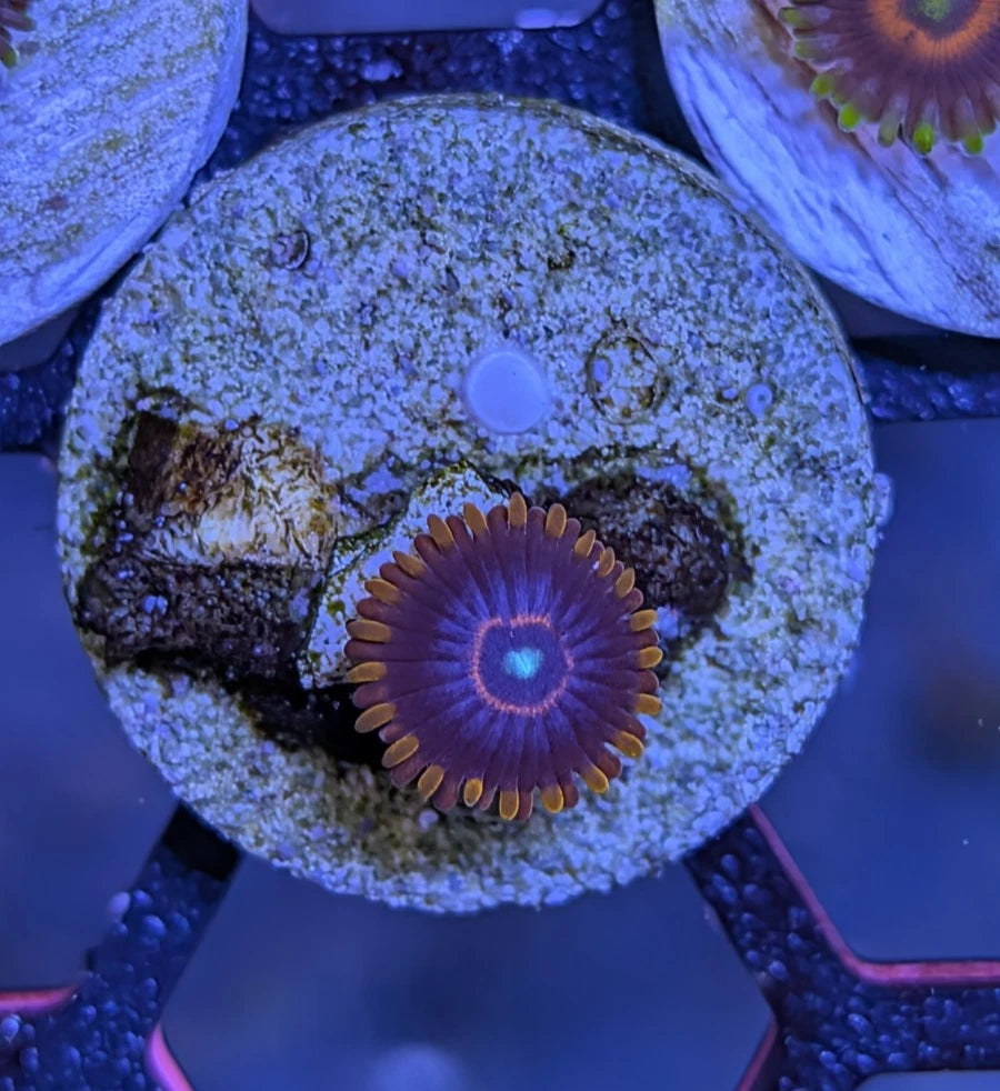 WYSIWYG Aquacultured Red Hornet Zoa Frag