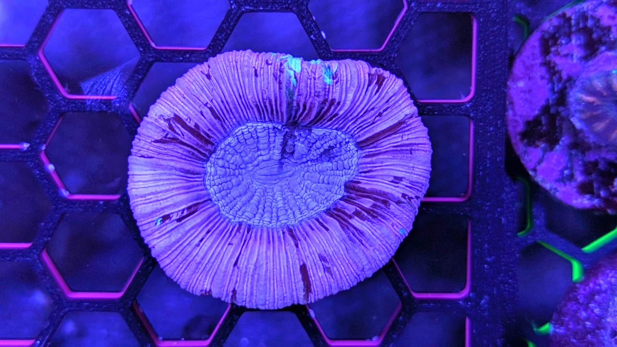 WYSIWYG Rare Pink and Purple Pastel Teal Trachy Open Brain