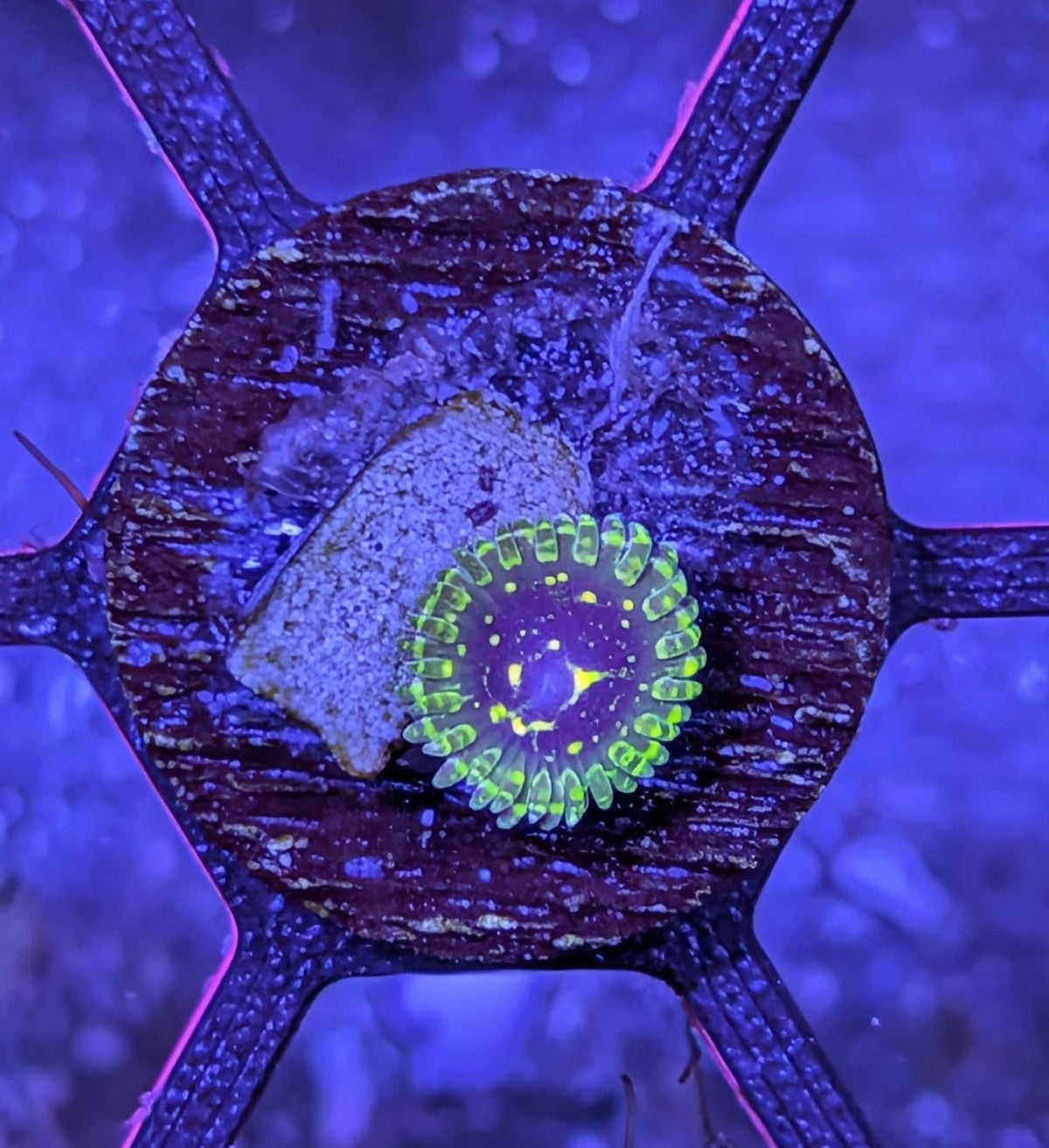 Exosphere Zoa Frag WYSIWYG