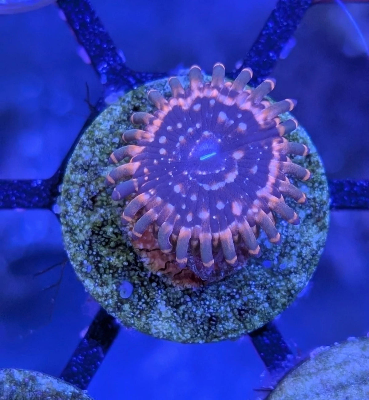 WYSIWYG Utter Chaos Zoanthid Frag BIG Polyp - Live Soft Coral