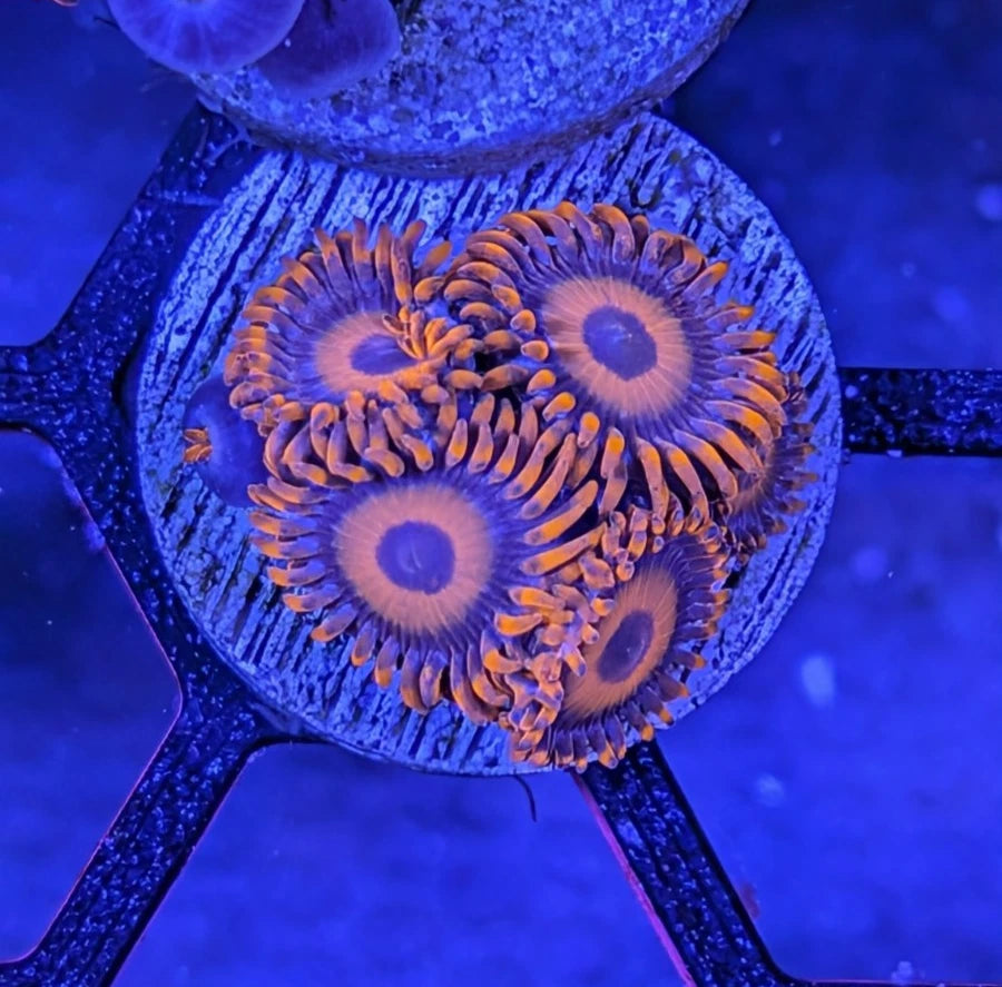 Orange Oxide Zoanthids Frag 6+ Polyps WYSIWYG