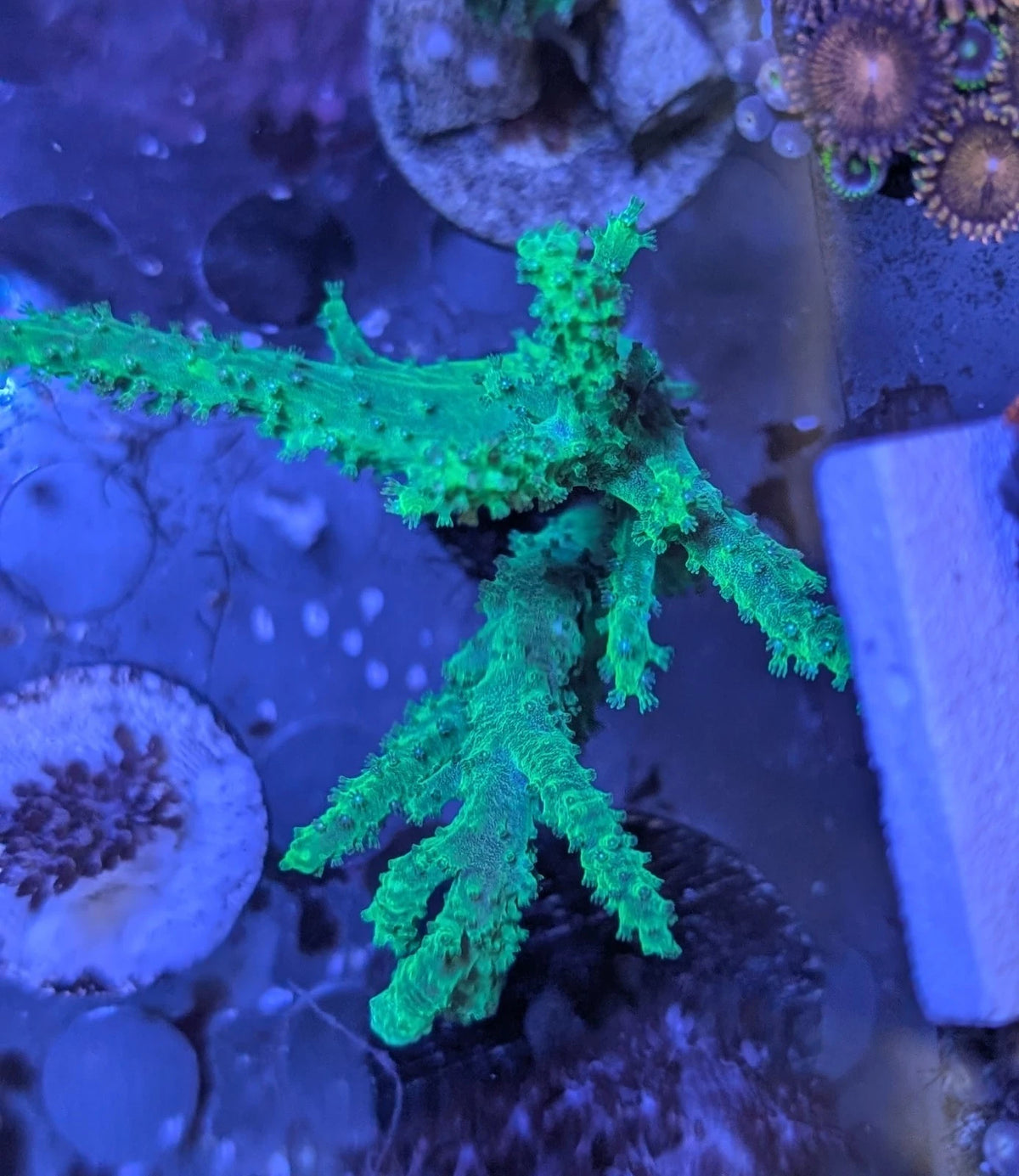 WYSIWYG Palau Neon Green Nepthea 2 Stems