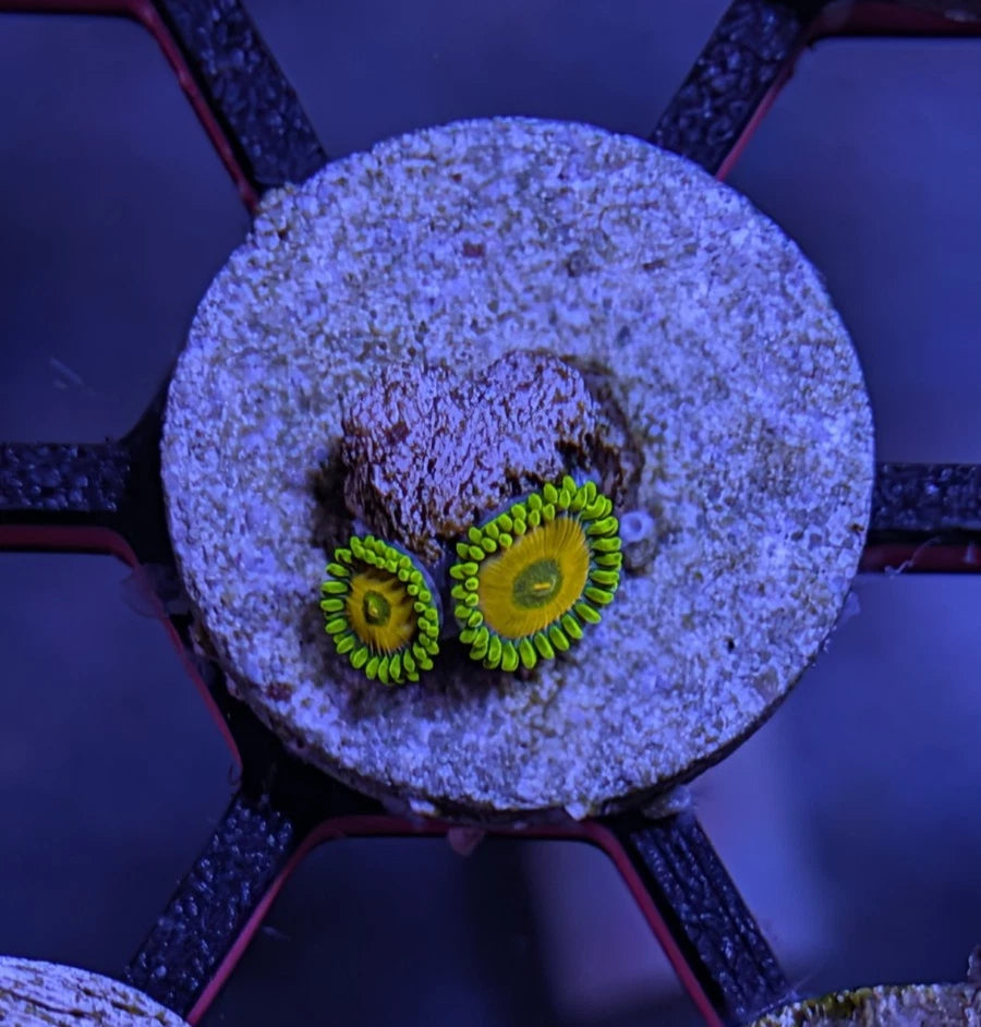 WYSIWYG Aquacultured Sponge Bob Zoa Frag
