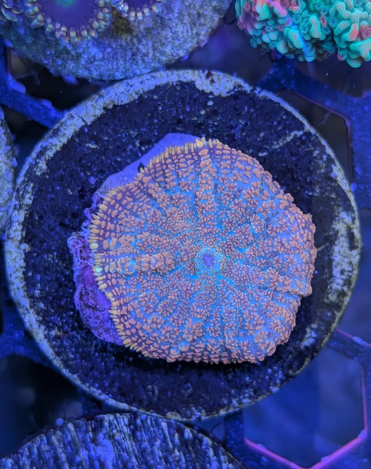 Tequila Sunrise Rhodactis alternate view