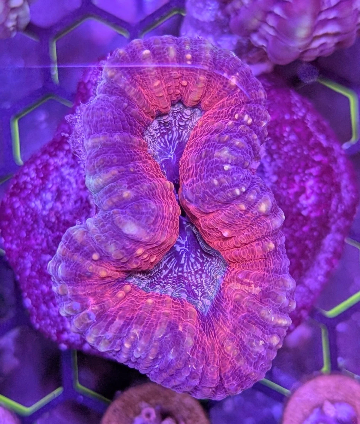 WYSIWYG Ultra Orange and Teal Lobophyllia Lobo Colony 3.5 inch