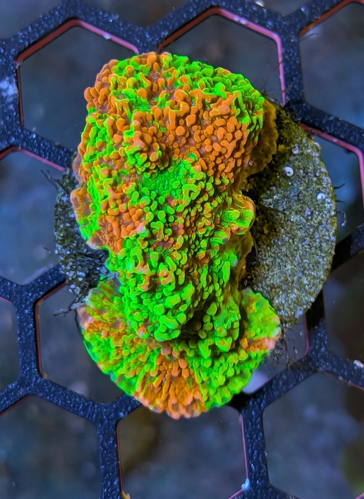 Grafted Red Green Monti Cap Frag WYSIWYG