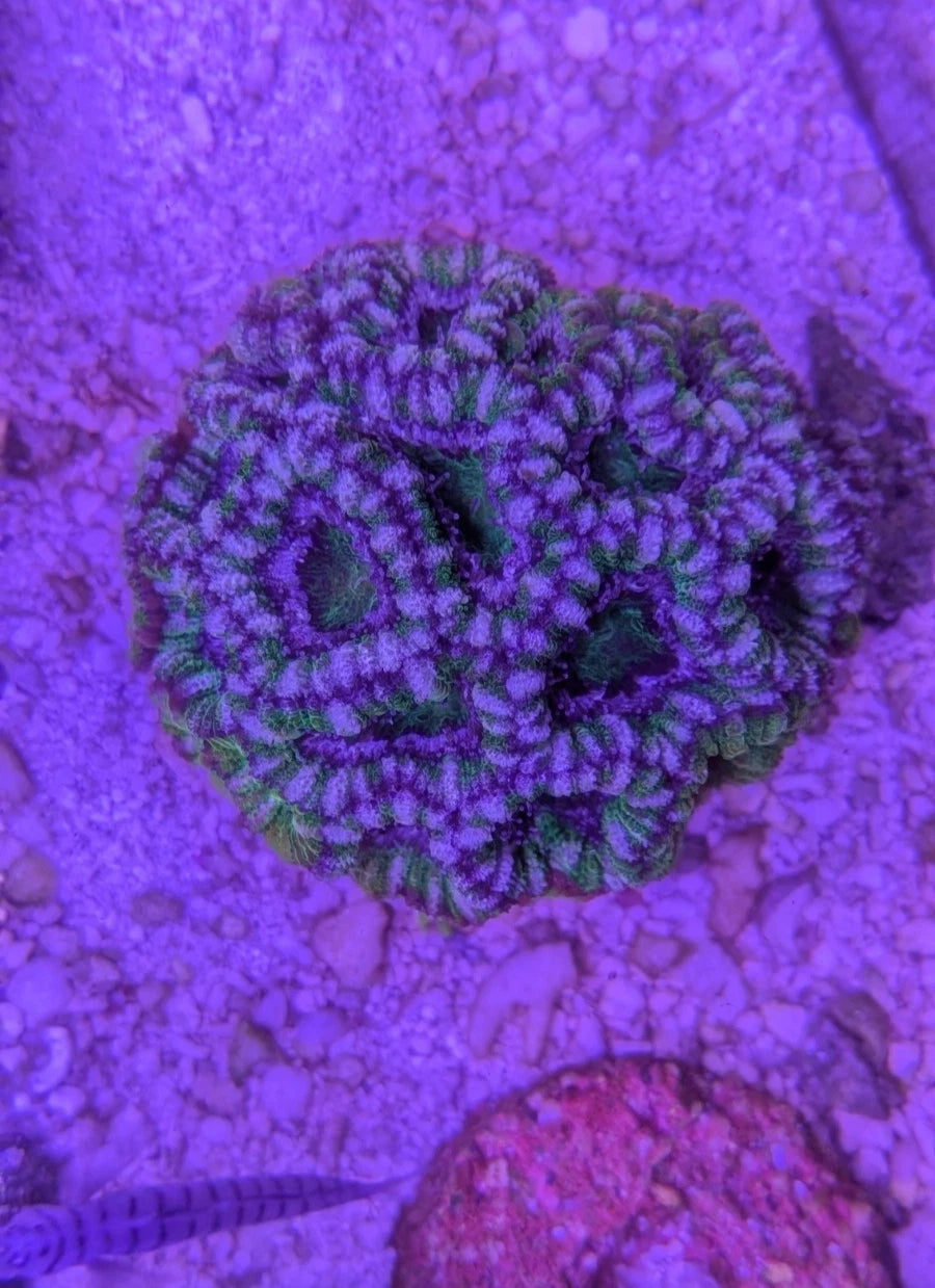 Green Hulk Acan Lord alternate view