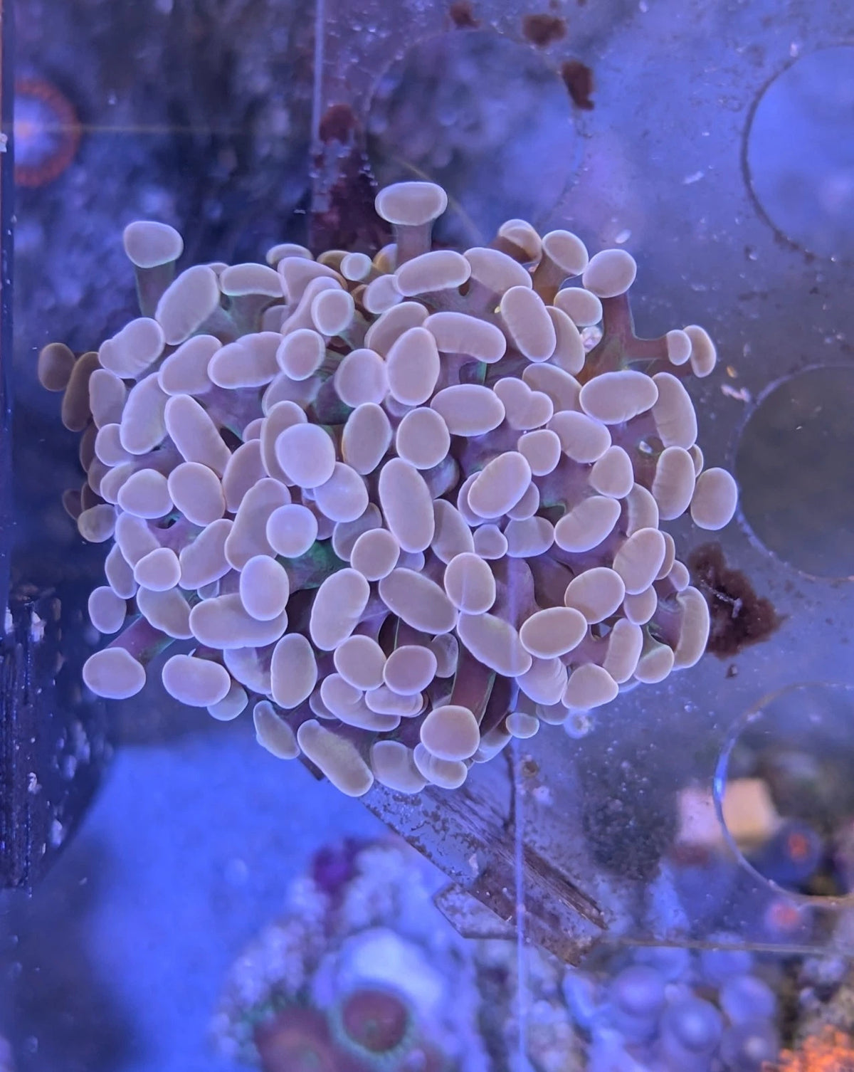 Purple Hammer Frag 1-Head WYSIWYG