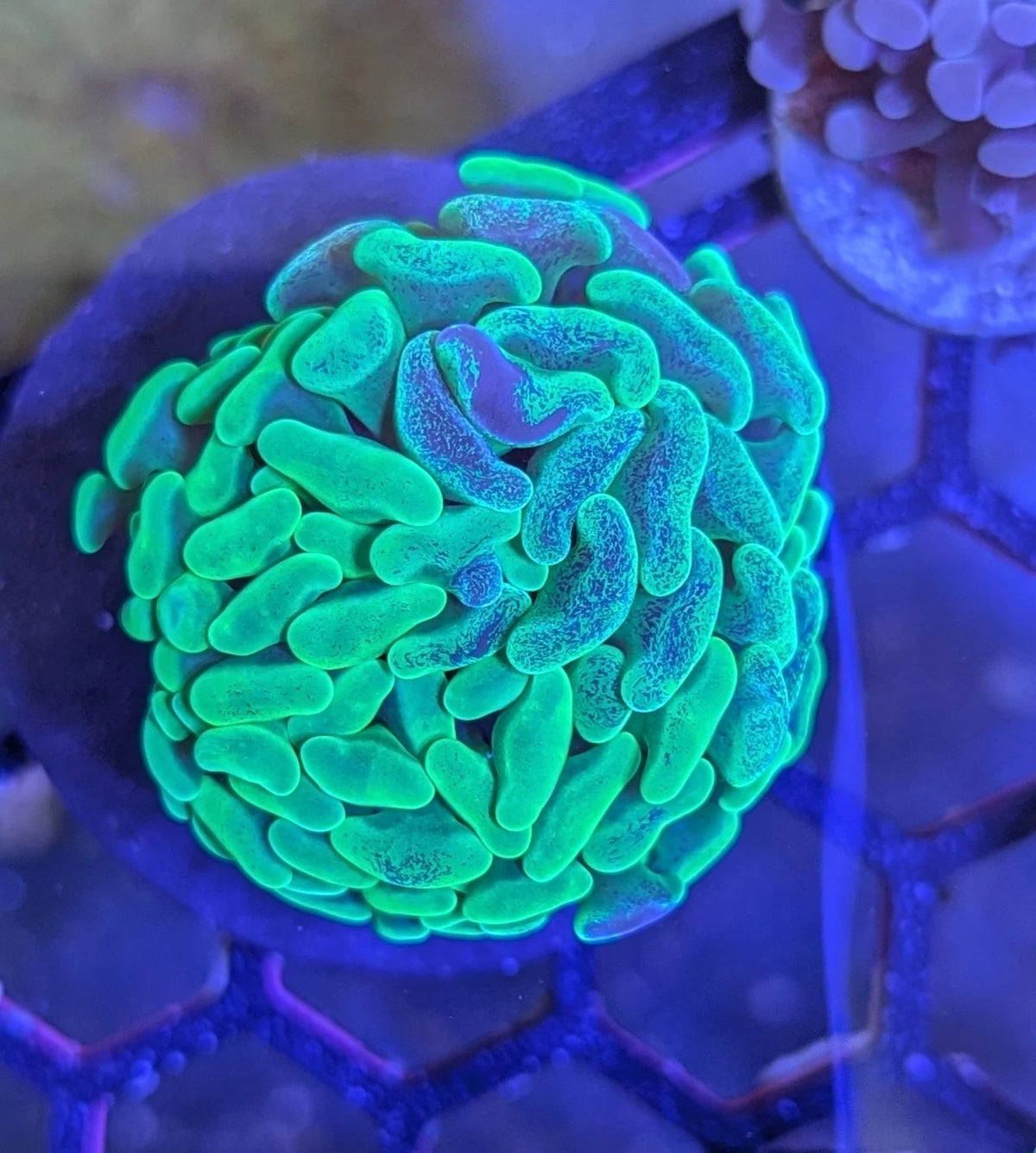 Aussie Ultra Branching Yellow Splatter Hammer Frag WYSIWYG