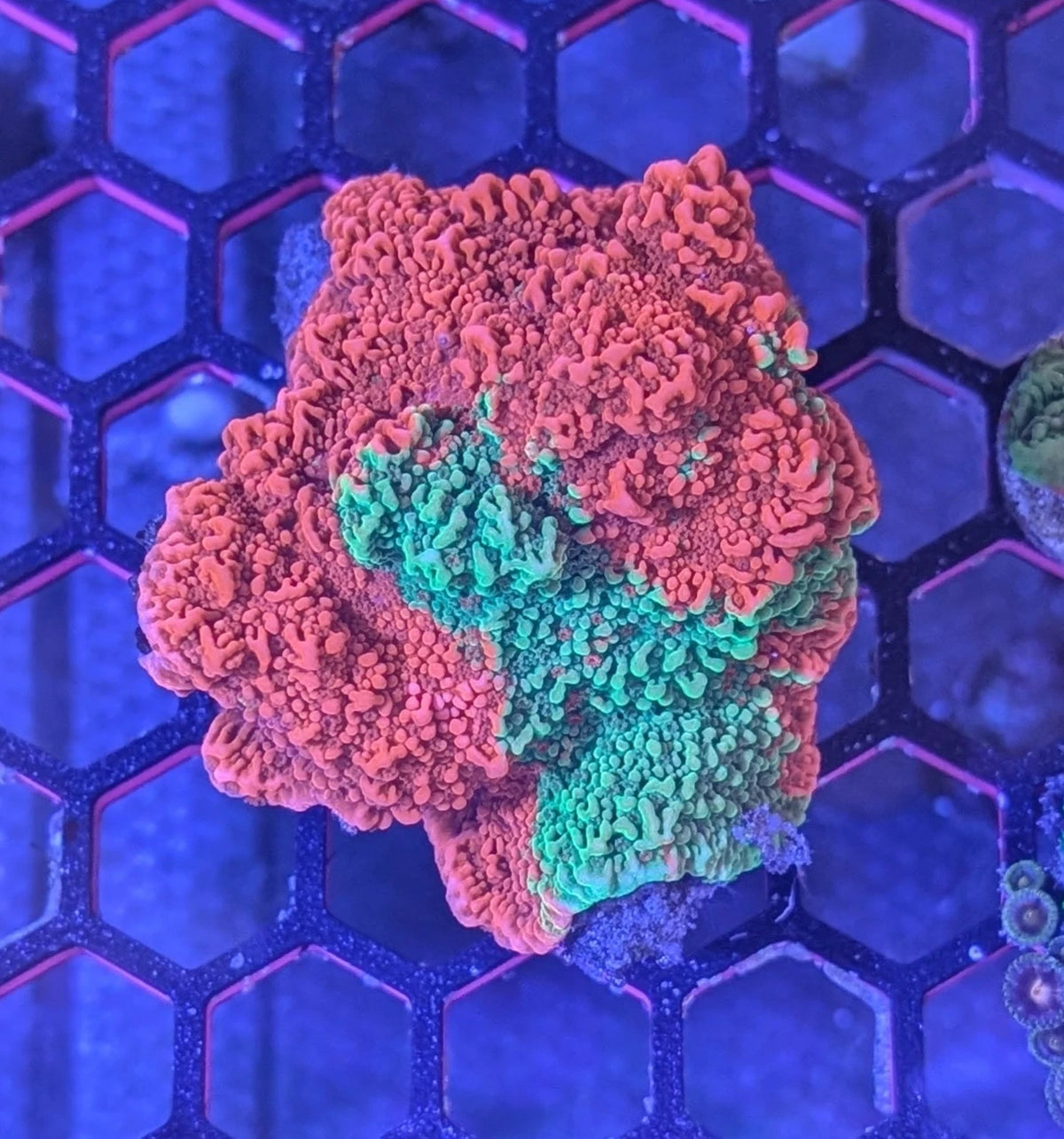 Grafted Red and Green Montipora Encrusting Rock WYSIWYG