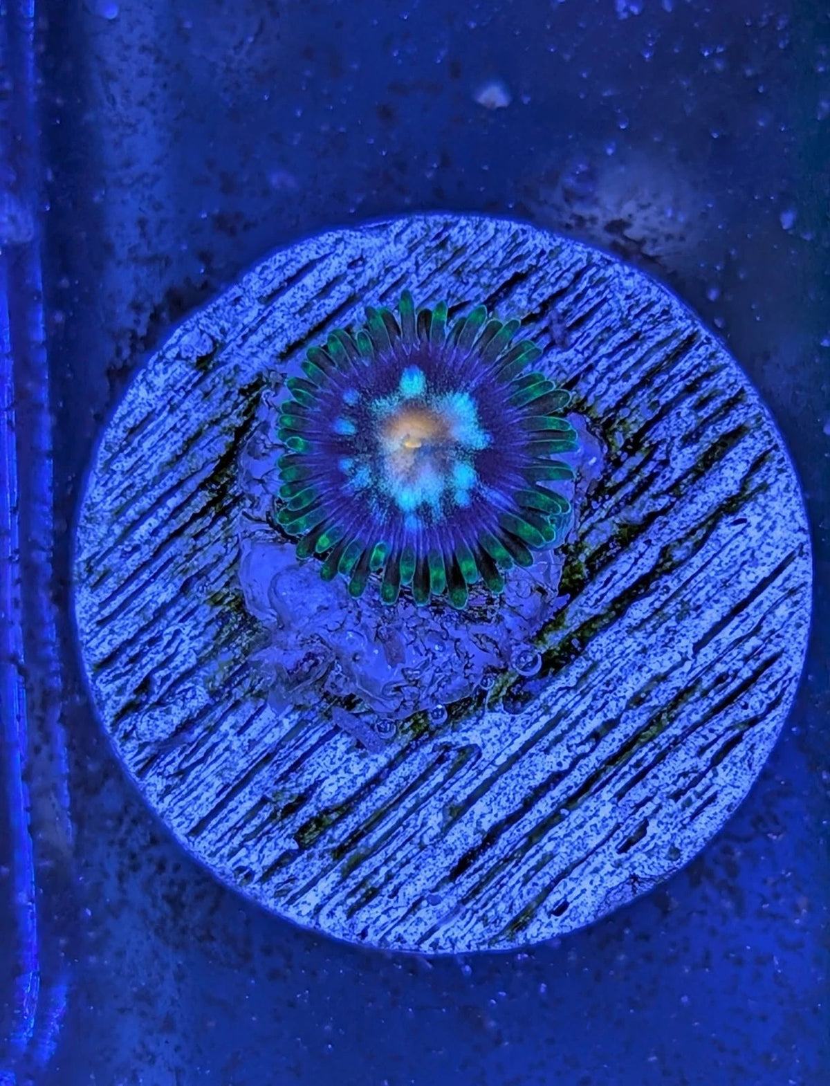 WYSIWYG JF Daisy Cutter Zoa Frag