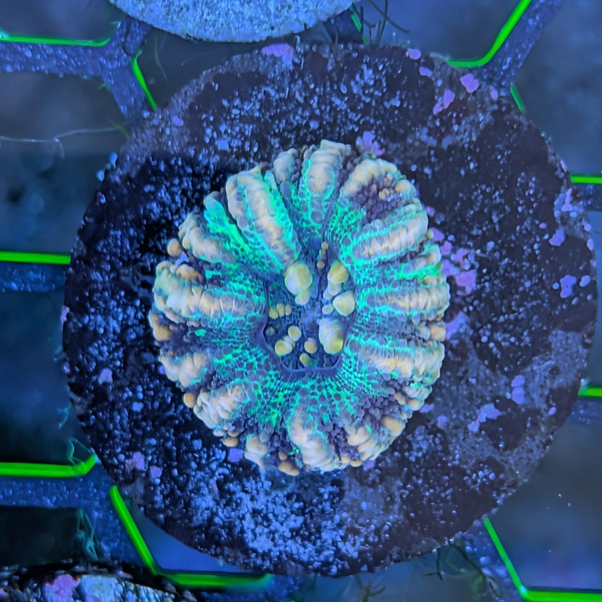 Ultra Splatter Starburst Button Scolymia WYSIWYG