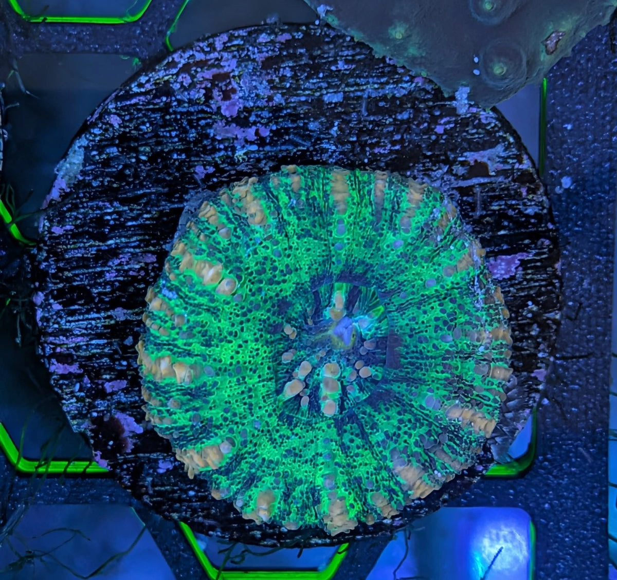 Ultra Nuclear Green Splatter Button Scolymia WYSIWYG