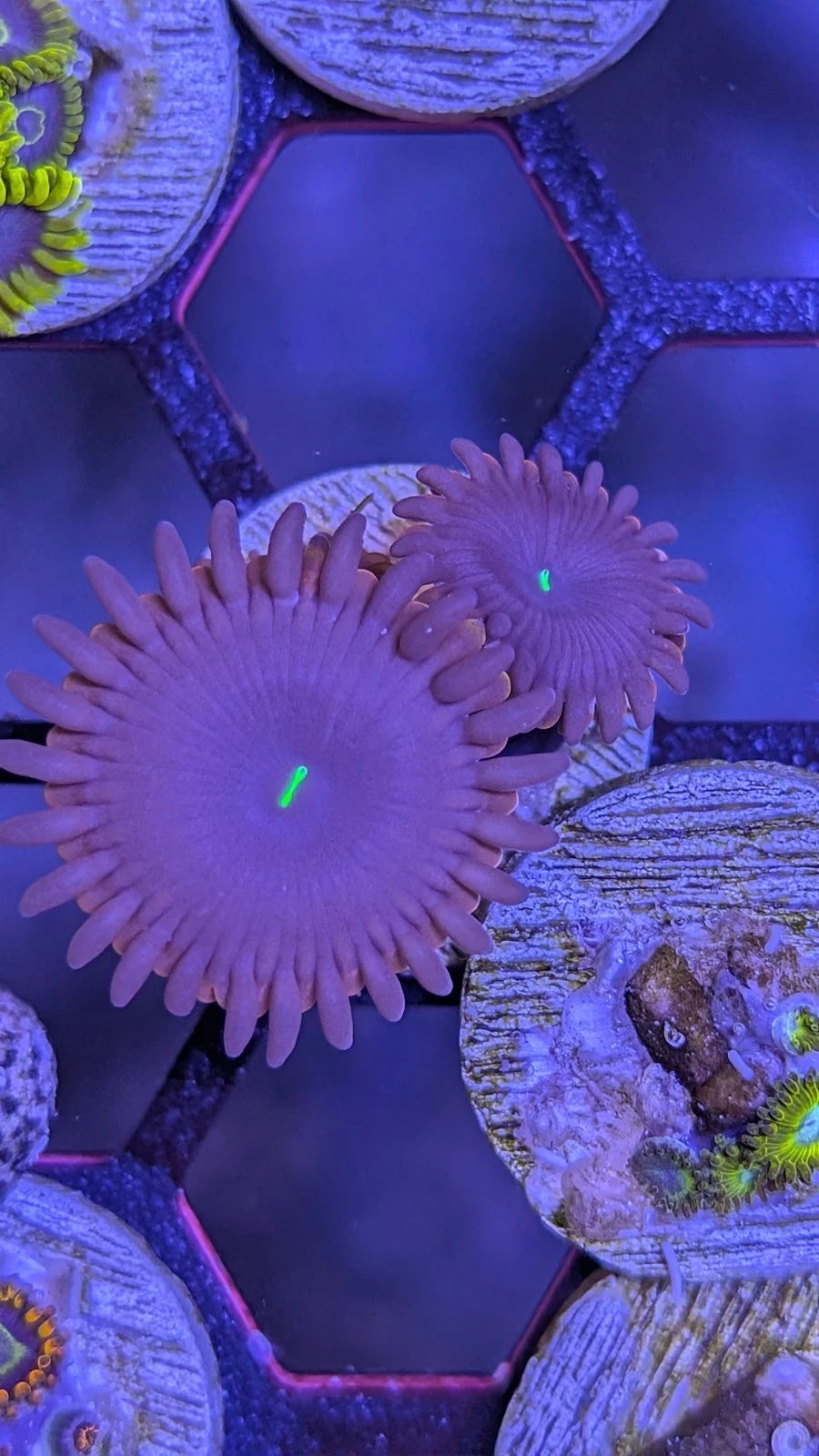WYSIWYG Red People Eater Palythoa Zoa Frag - Live Soft Coral
