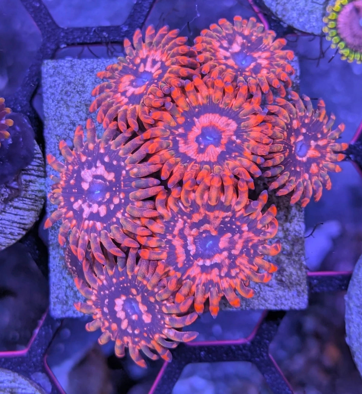 Utter Chaos Zoa Mini Colony WYSIWYG