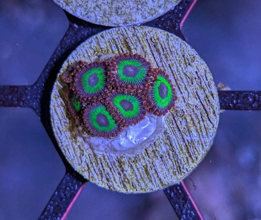 WYSIWYG Aquacultured Emeralds on Fire Zoa Frag