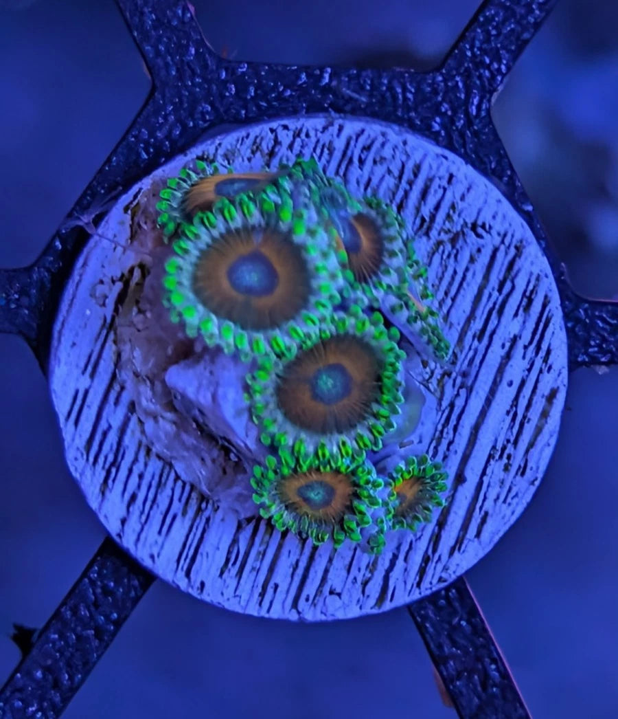 Watermelon Zoanthids Frag 8+ Polyps WYSIWYG