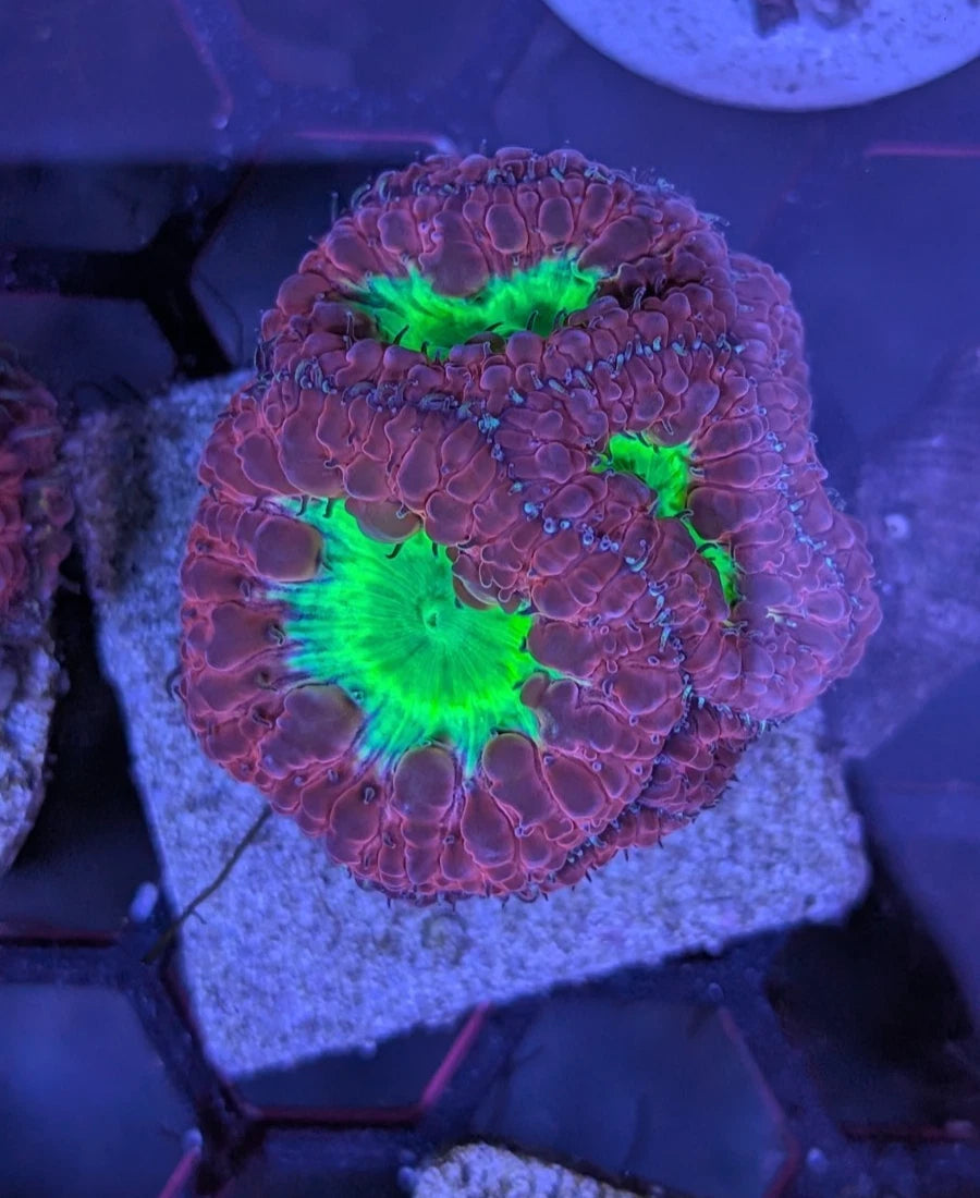 WYSIWYG Red and Teal Blasto Blastomussa Wellsi