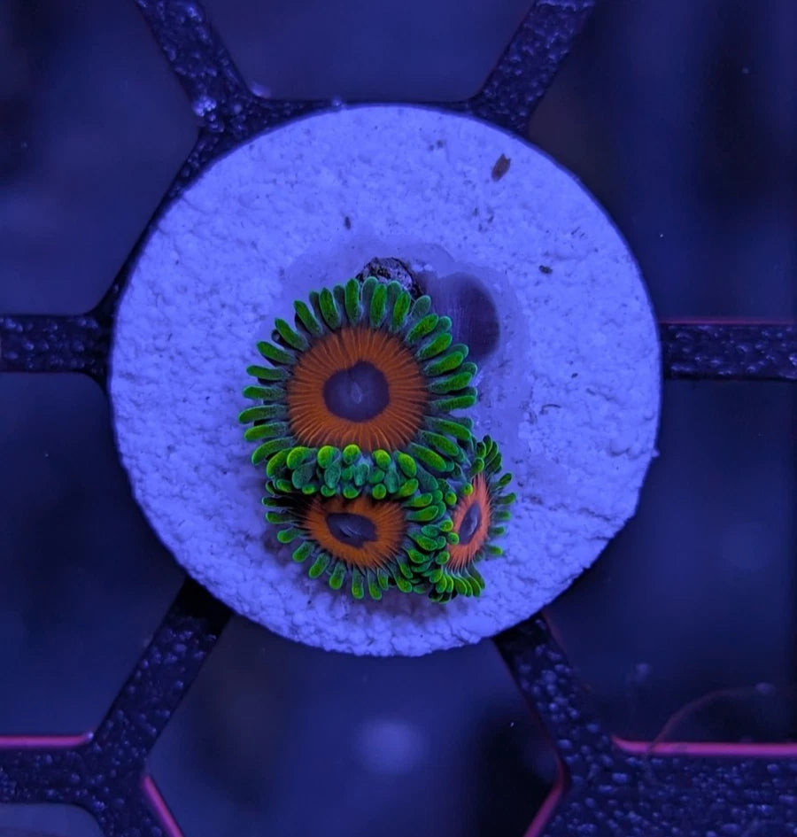 Watermelon Zoanthids Frag WYSIWYG