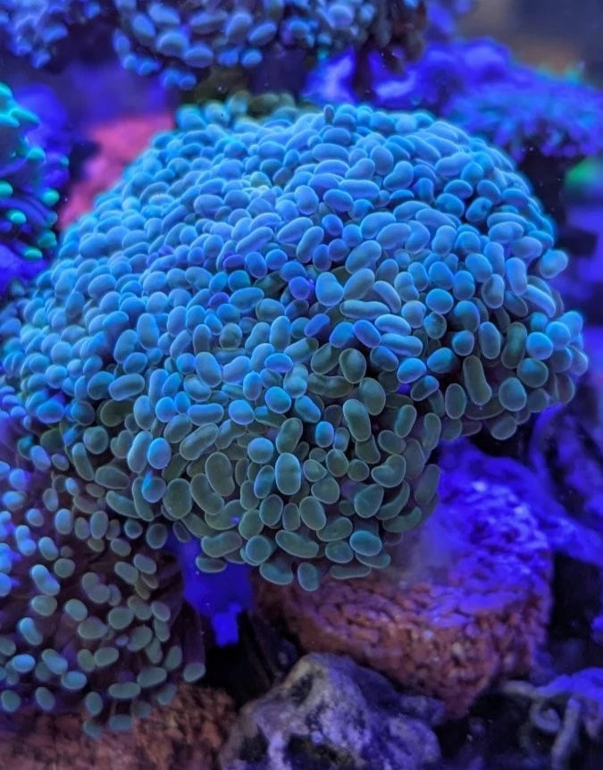 Gold Tip Hammer mother colony