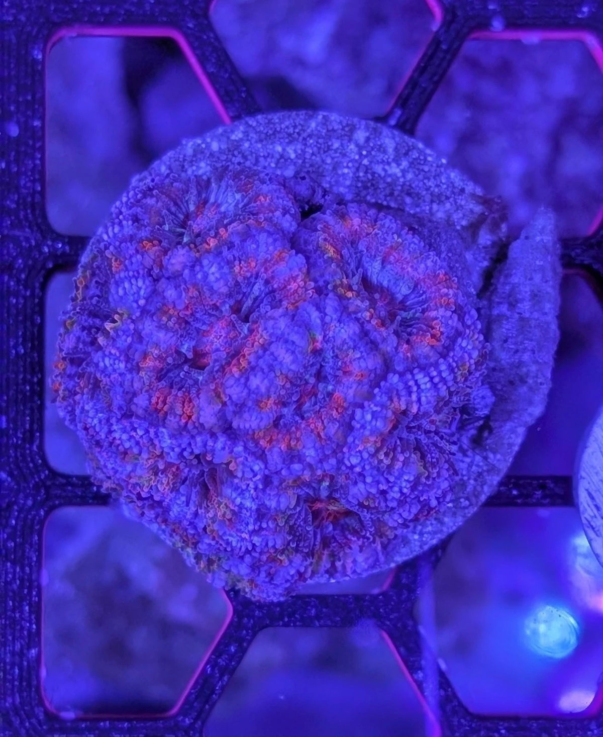 WYSIWYG Ultra Rainbow Acan Lord Colony