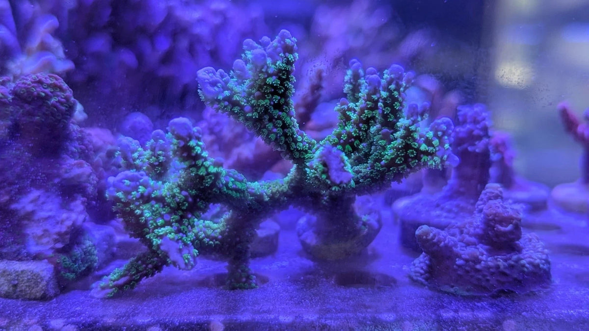 Super Green Polyp Anacropora Frag