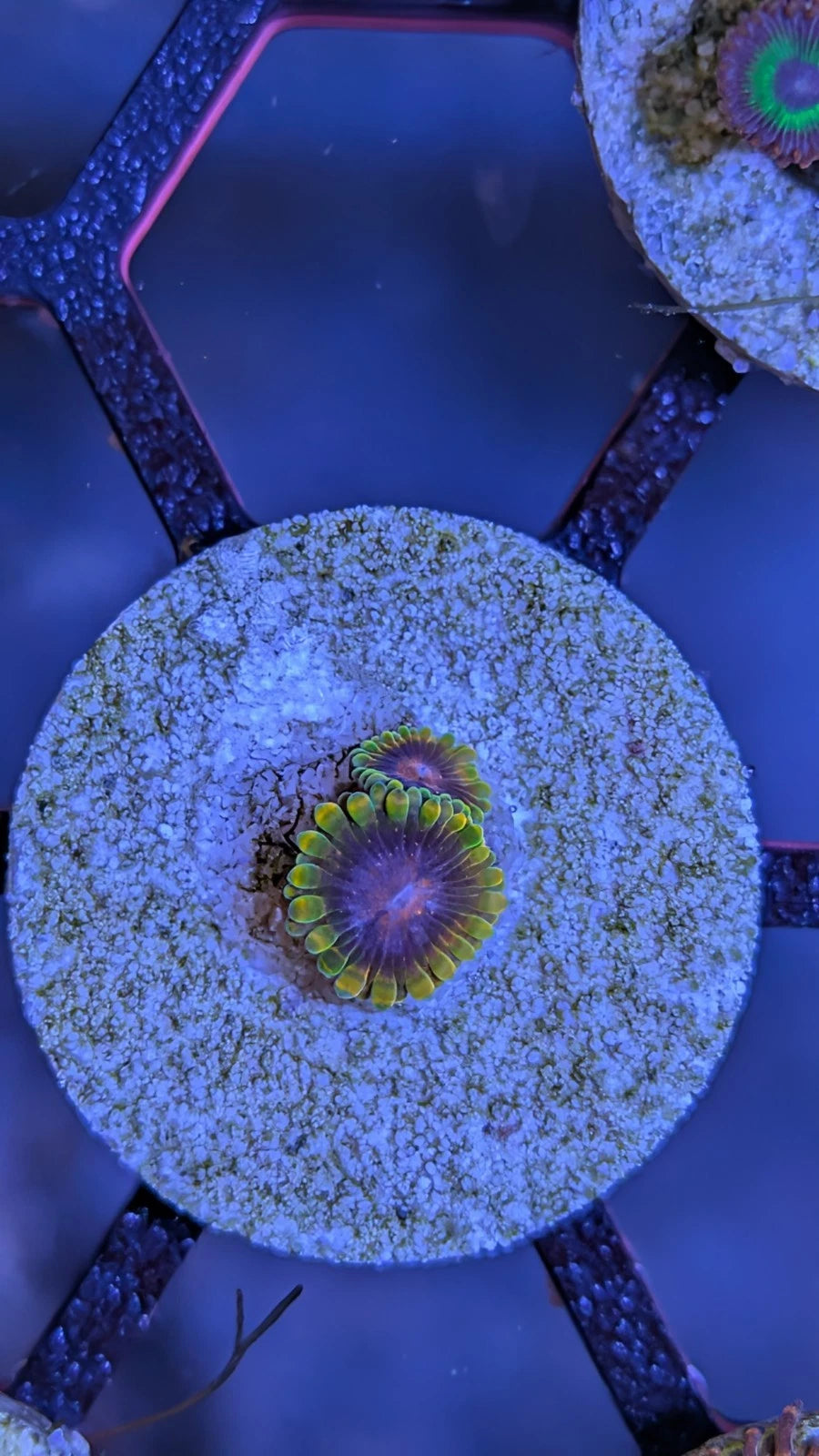 WYSIWYG Aquacultured Jedi Mind Trick Zoa Frag