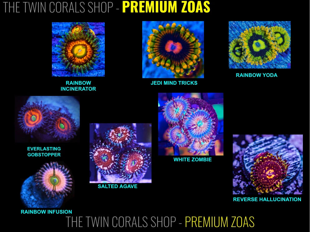 Premium Designer Zoanthid Pack alternate view
