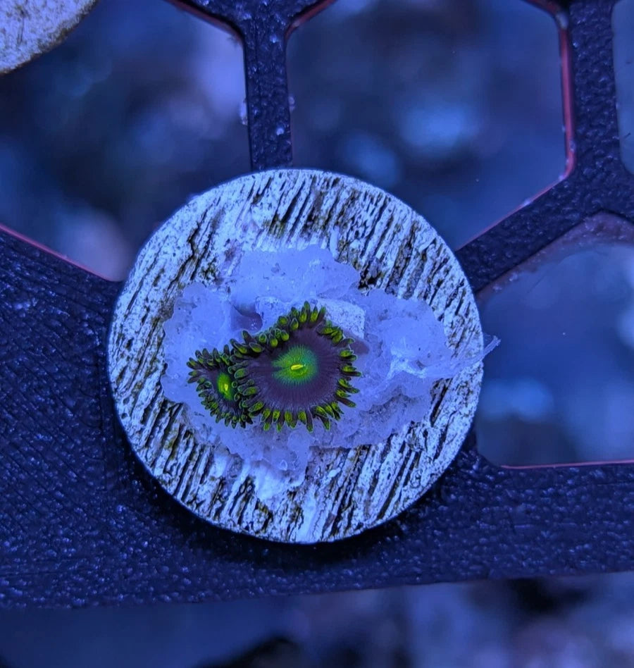 Corona Zoanthids Frag WYSIWYG