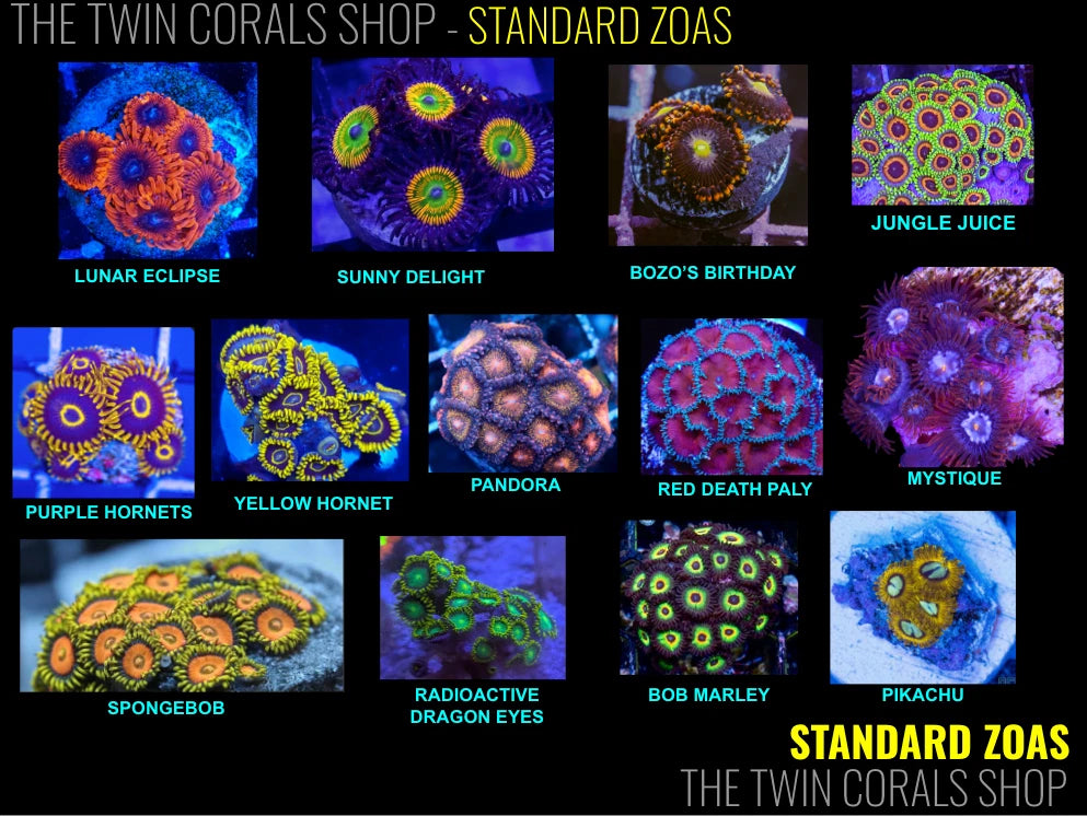 5-Pack Zoanthid Frag Live Soft Coral