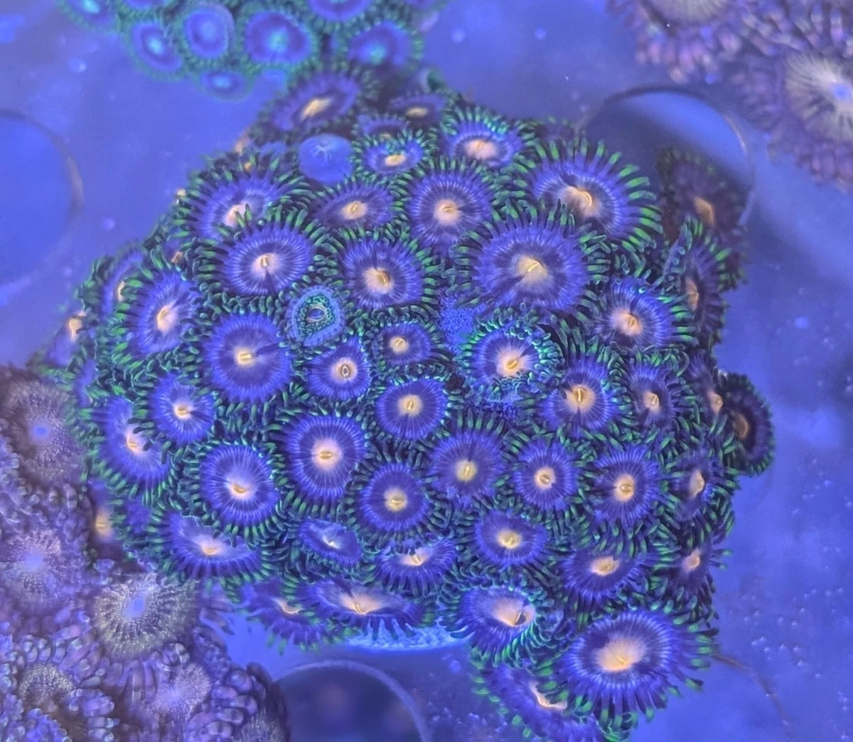 WYSIWYG Blowpop Zoanthid Colony 45+ Polyp
