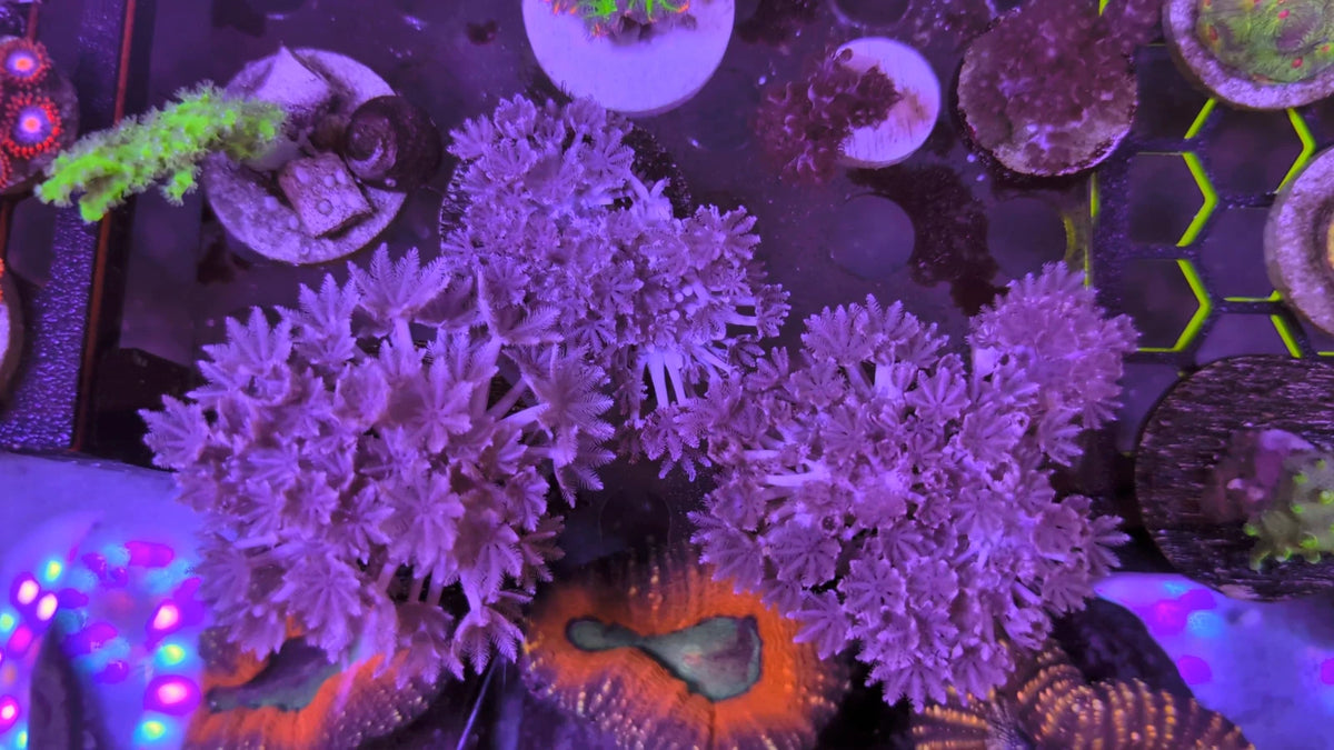 Pulsing Xenia alternate view