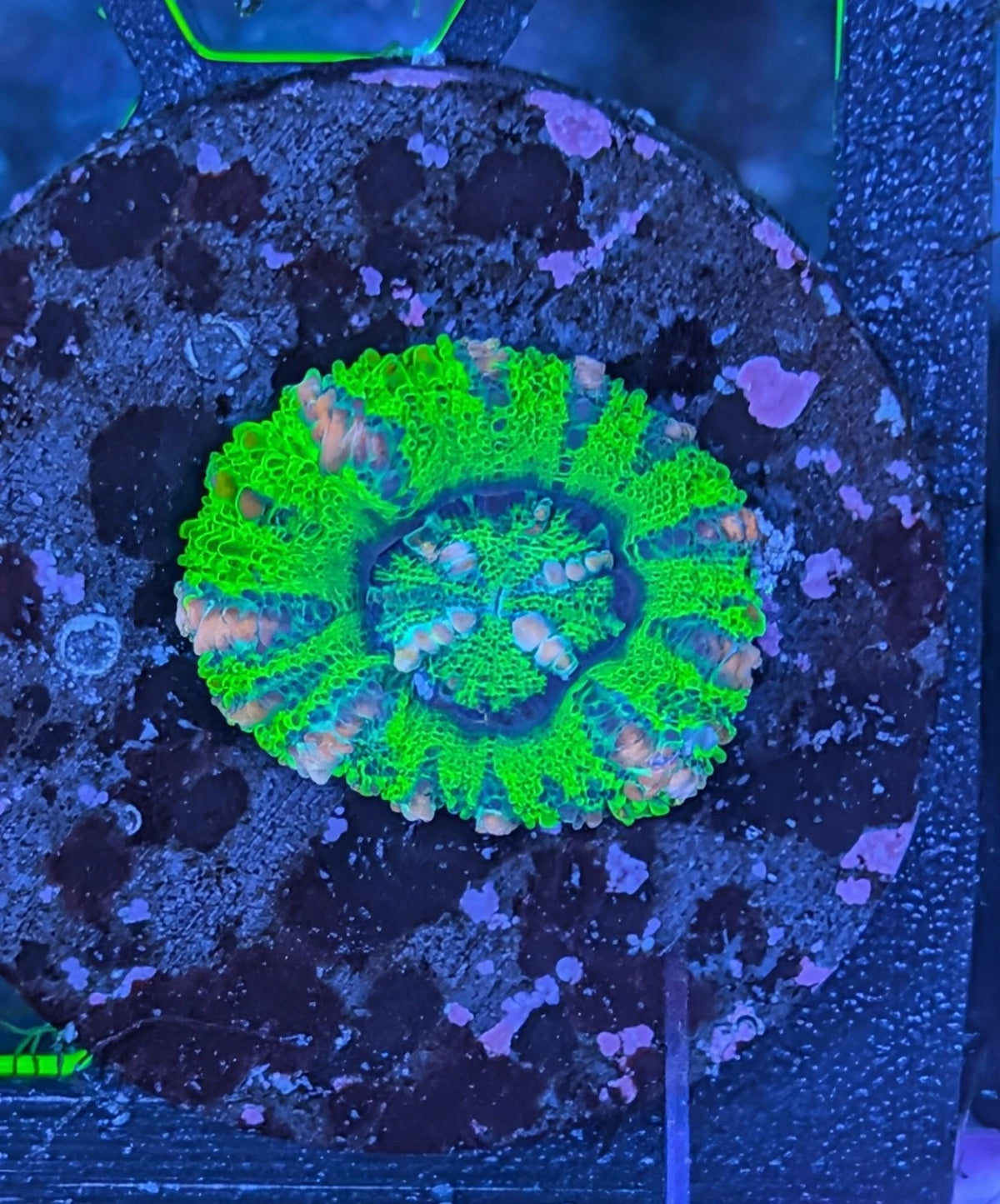 Nuclear Green Scolymia alternate view