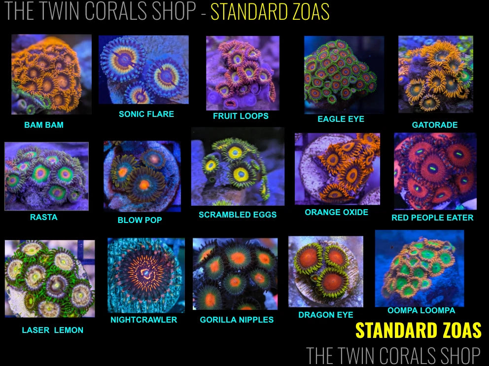 Zoanthid 5-Pack alternate view