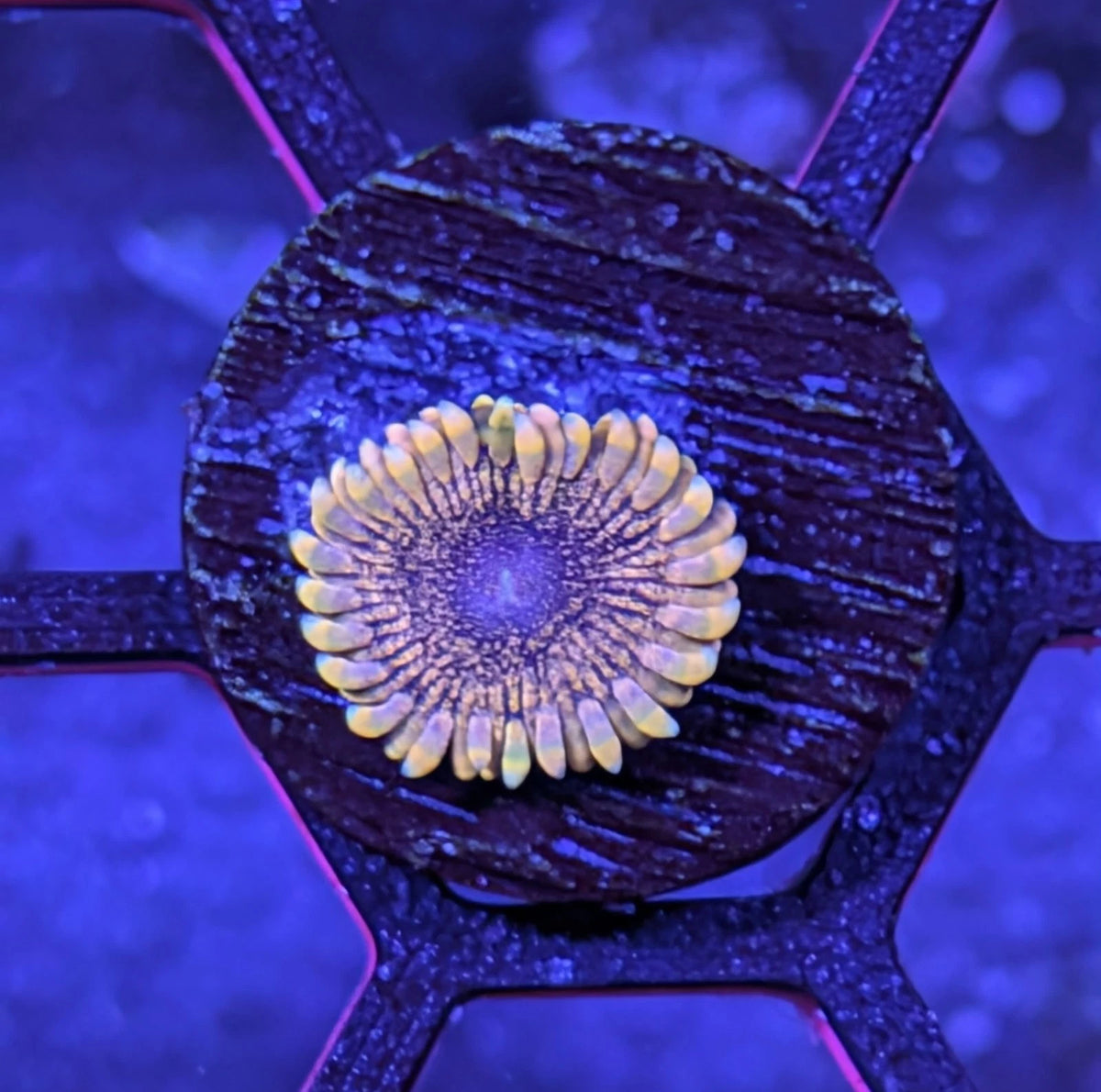 Mesosphere Zoa Frag WYSIWYG