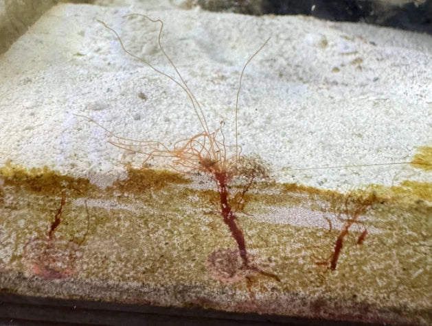 Spaghetti Worms detail