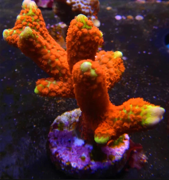 Forest Fire Digitata mother colony