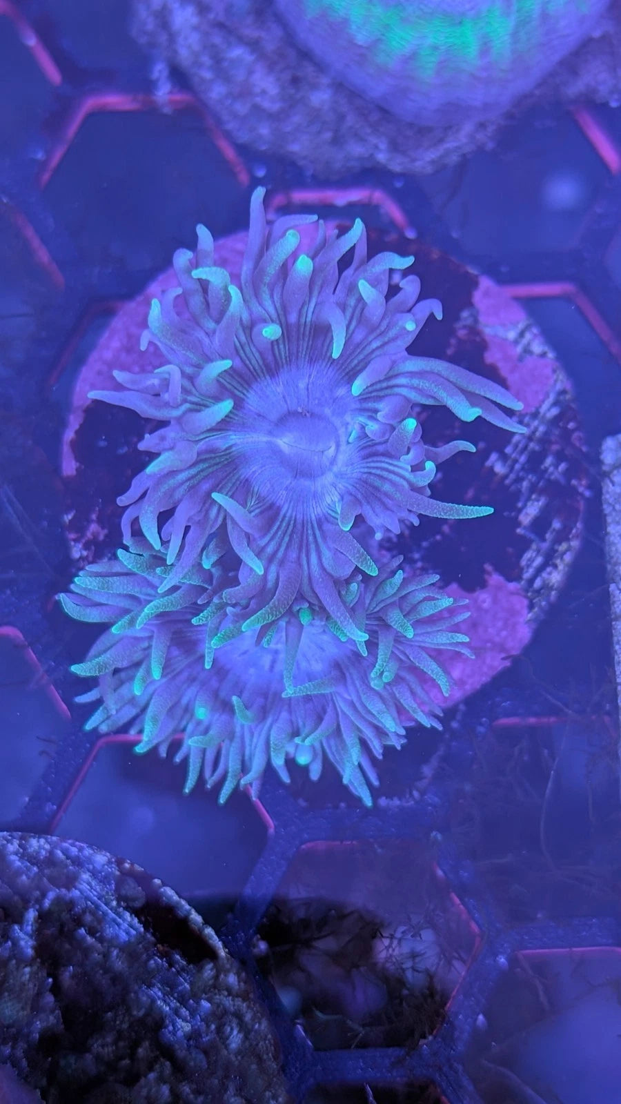 WYSIWYG Kryptonite Branching Blue Duncan Frag 2-Heads
