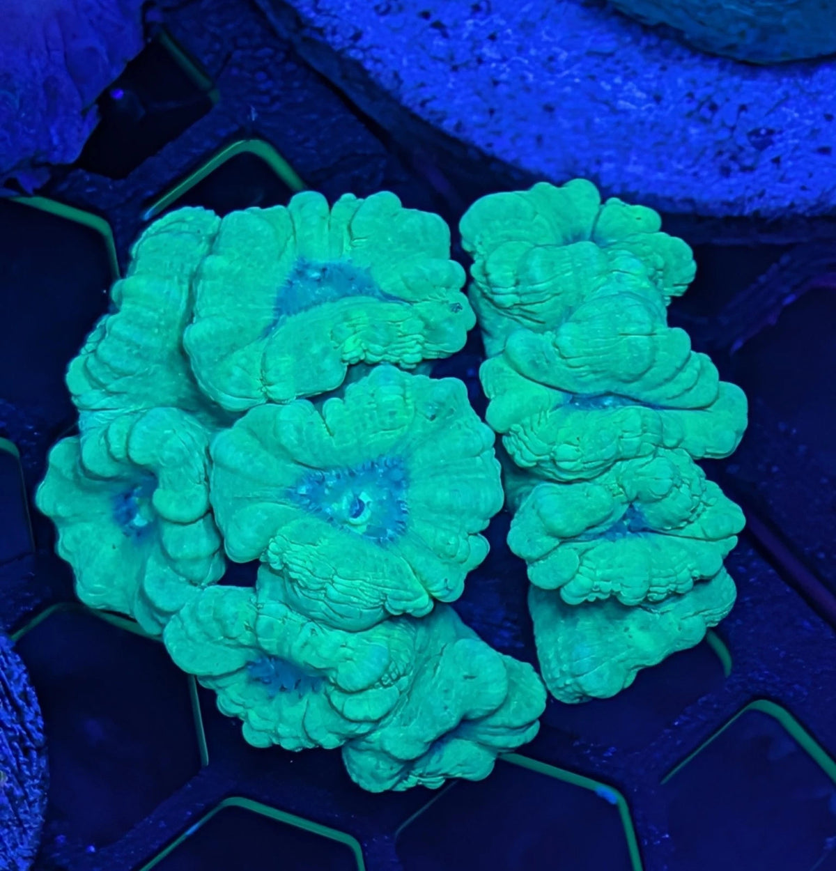 Ultra Neon Candy Cane Colony 10 Heads WYSIWYG