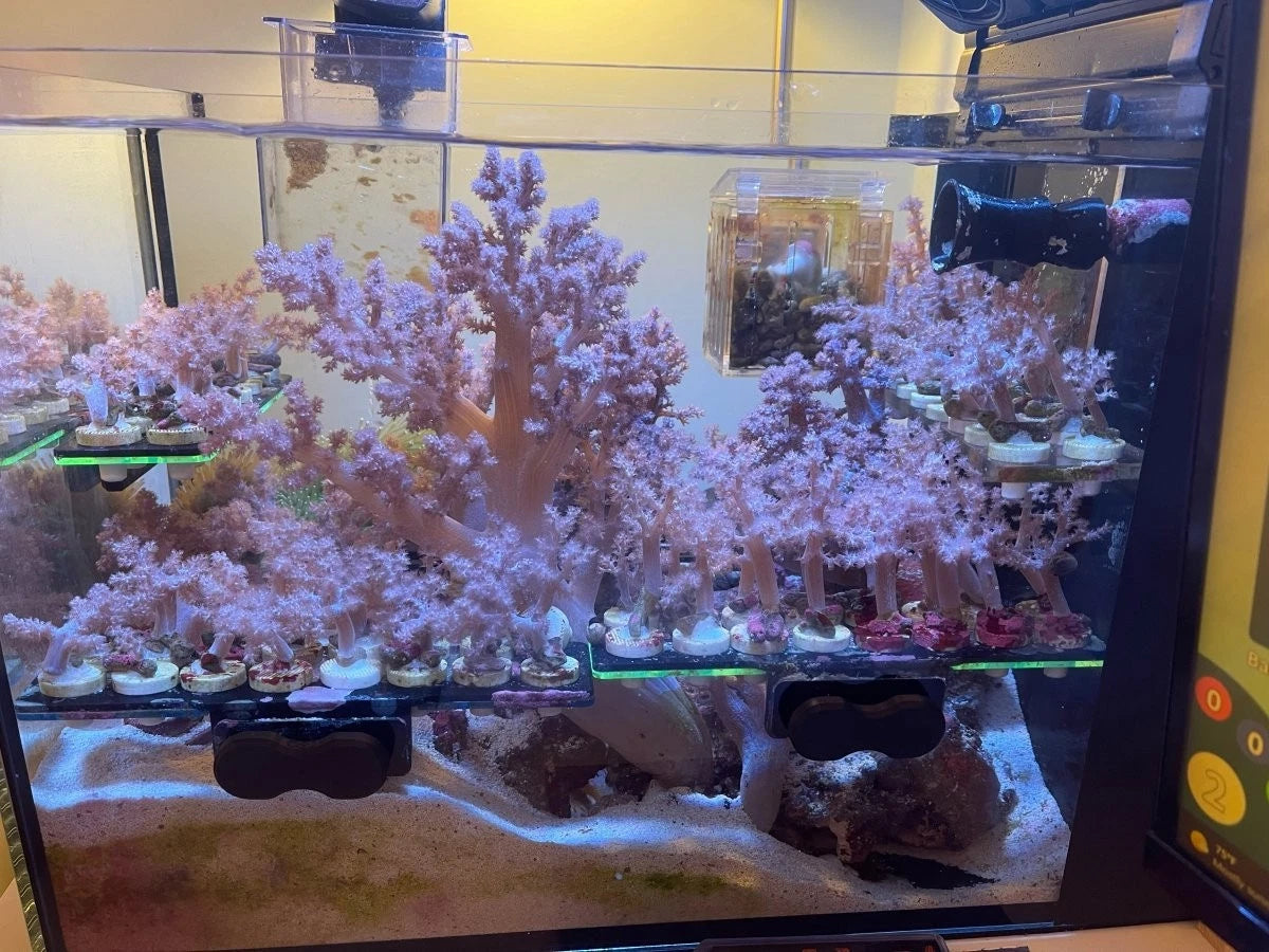 Koji Wada Pink Nephthea colony