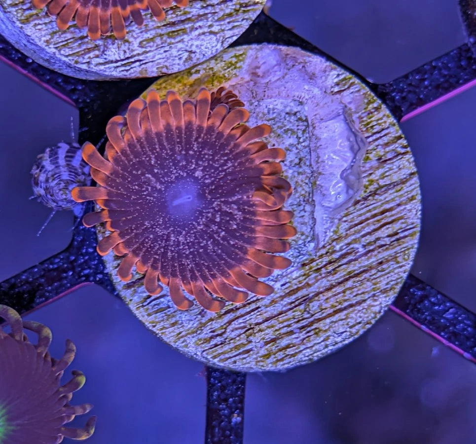 WYSIWYG Aquacultured Lunar Eclipse Zoa Frag