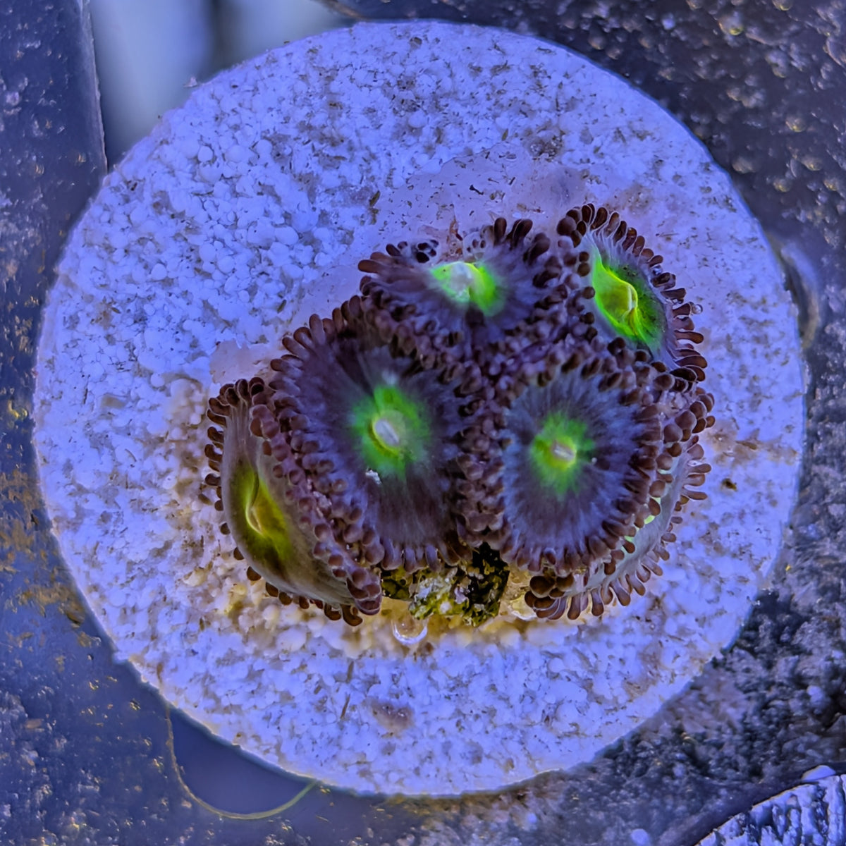 AOI zoanthid frag, WYSIWYG photo of the exact coral for sale
