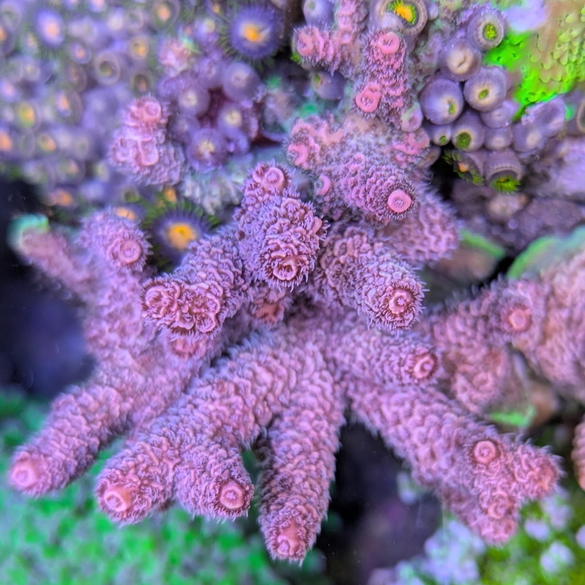 CB Cotton Candy Milli