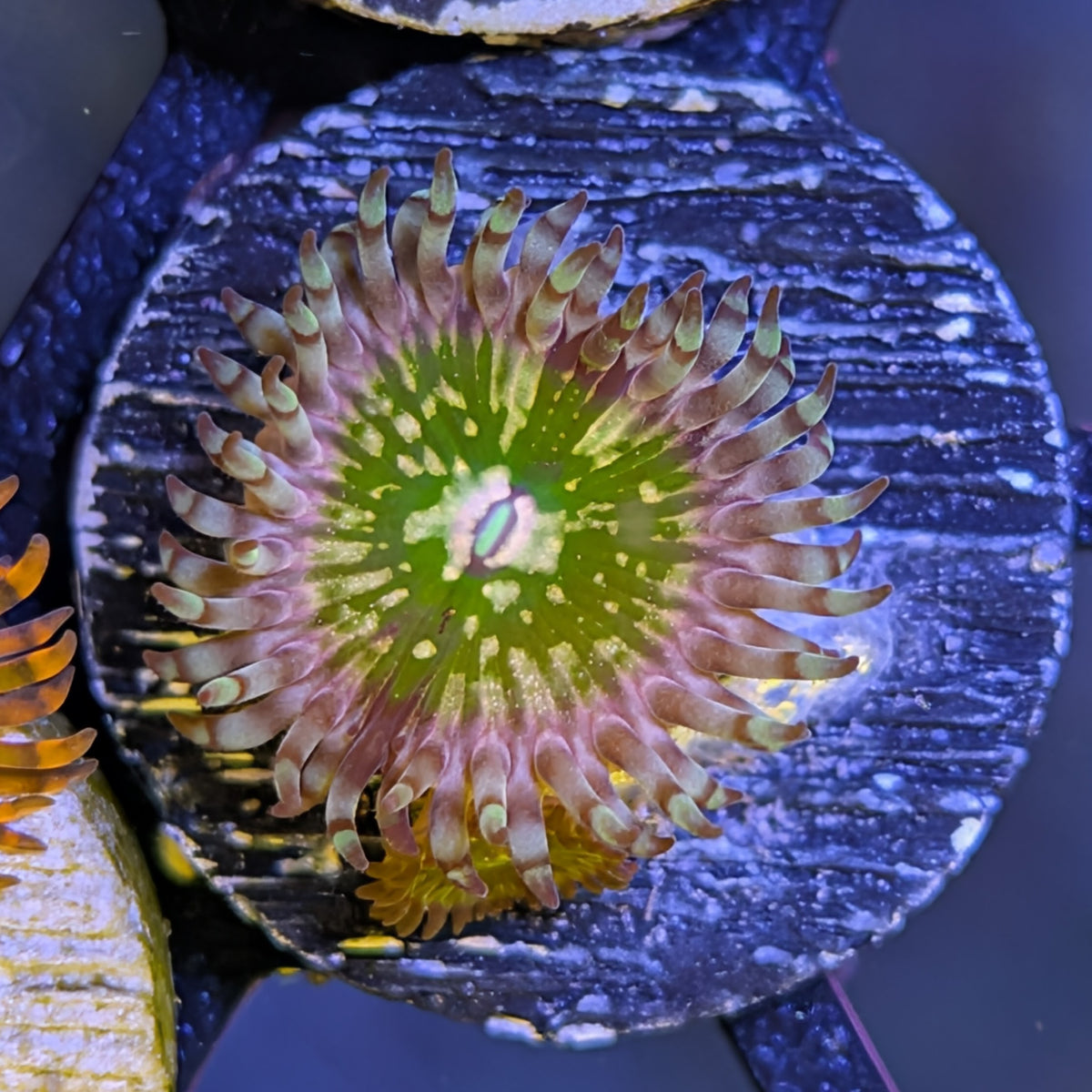 Cali Kid CK Monster Inc zoanthid frag, WYSIWYG photo of the exact coral