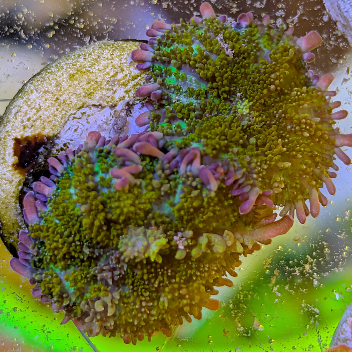 Golden Gonzo Dragon Bounce mushroom colony, olive-gold bubbles with pink tentacles