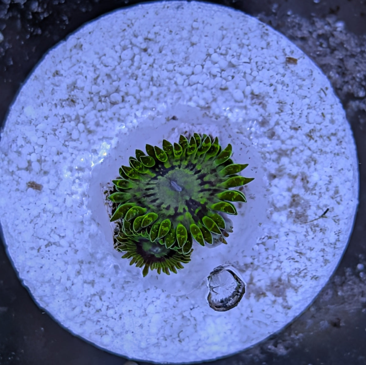 Emerald Maul Zoa