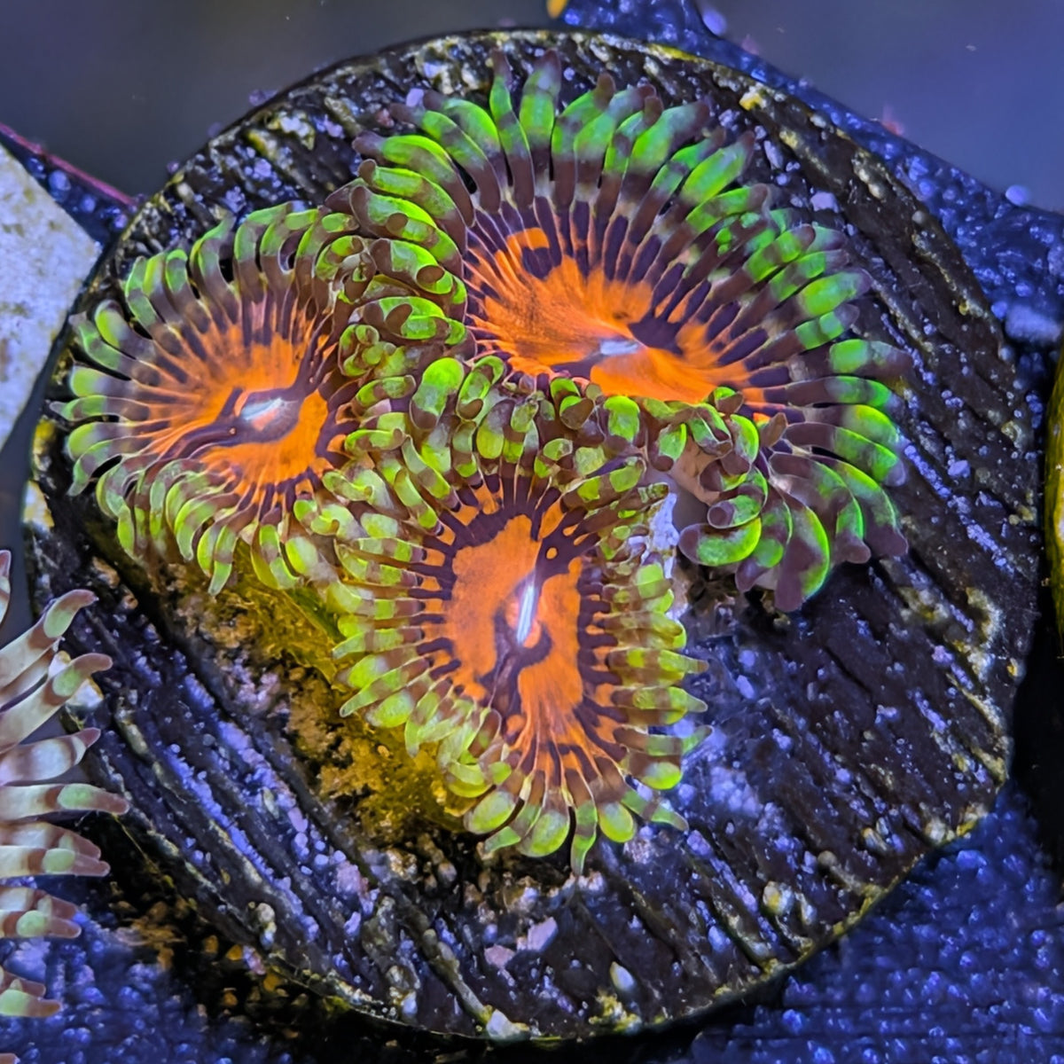 Flaming Brohican zoanthid frag, WYSIWYG photo of the exact coral for sale