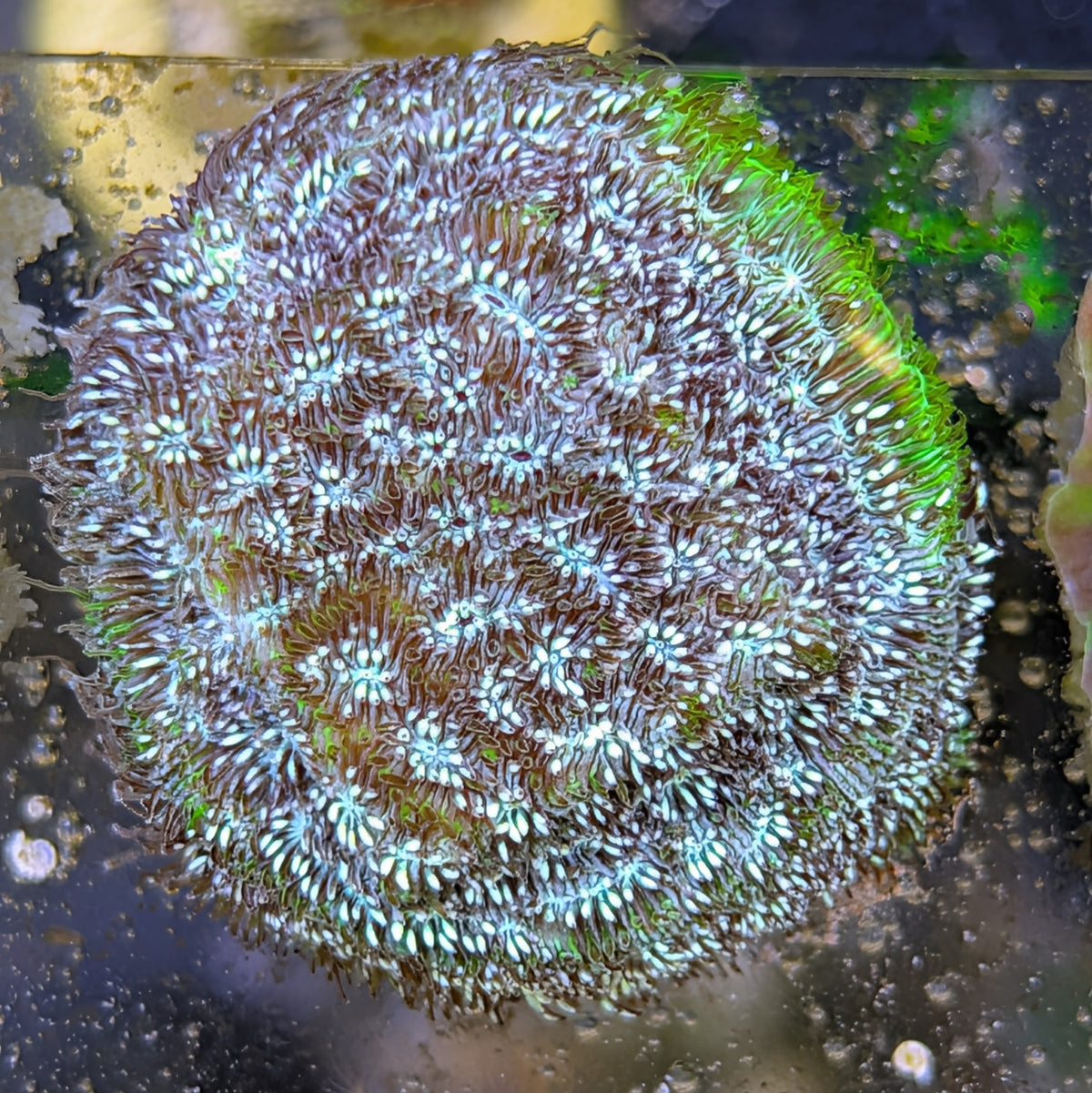 Frankenstein Leptoseris
