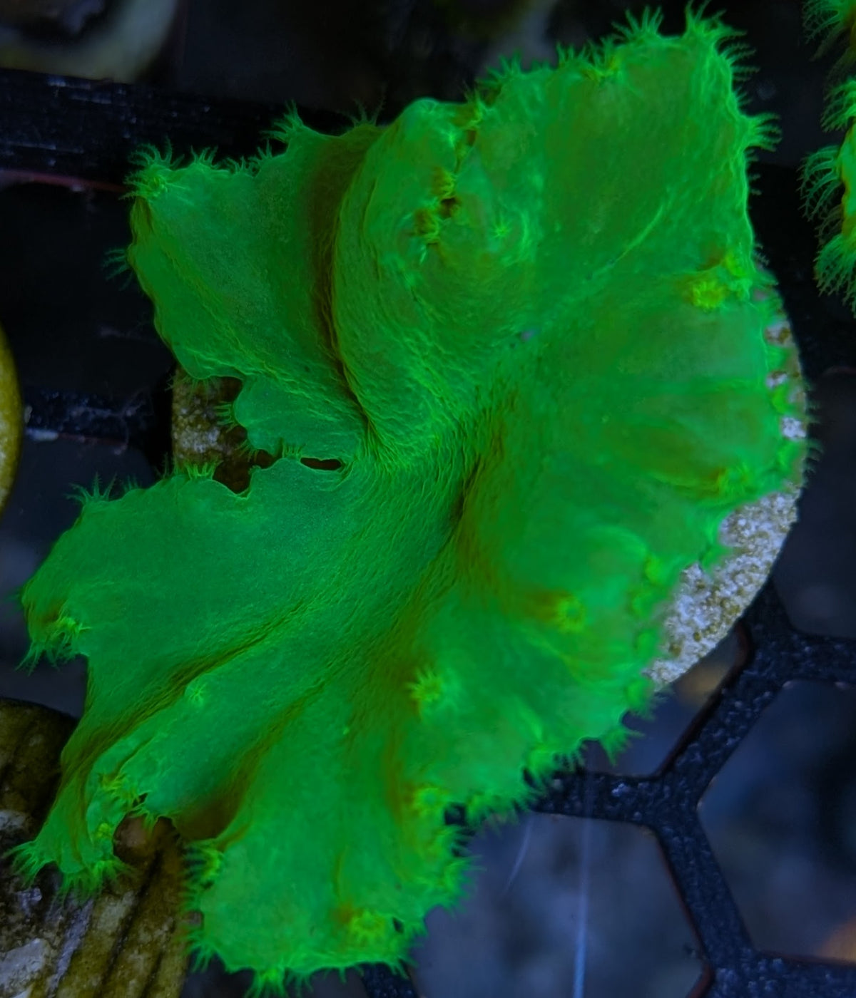 Neon Green Cabbage